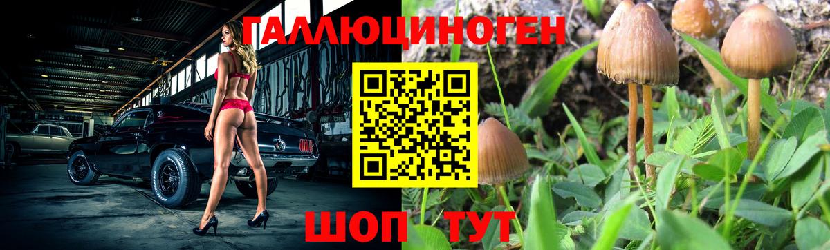 Тайшет  сколько стоит  Псилоцибиновые грибы Cubensis  Вход с VPN  Псилоцибиновые грибы Cubensis 